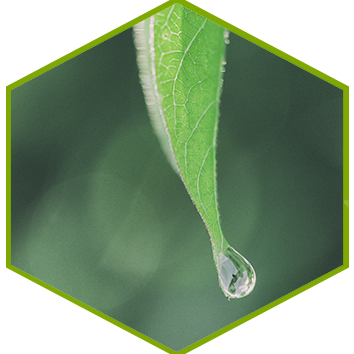 keep the earth green